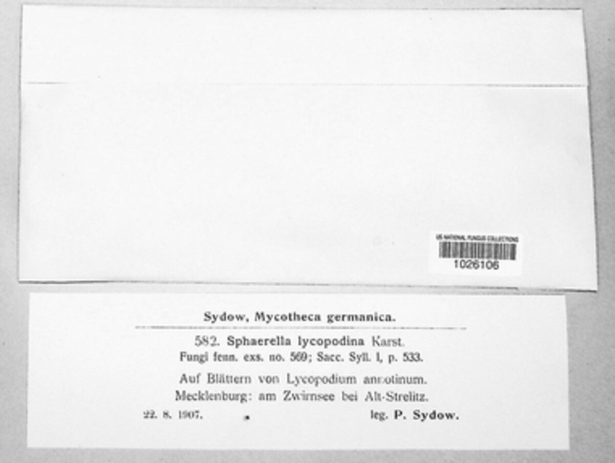 Leiosphaerella lycopodina image